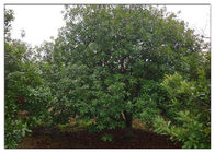 Bayberry Bark প্রাকৃতিক এন্টি প্রদাহী সম্পূরকগুলি নিষ্কাশন করা সবুজ পাউডার CAS 529 44 2