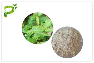 CAS 989 51 5 ইজিসিজি গ্রীন টি এক্সট্র্যাক্টসমেন্ট গ্রেড এগ্রিগোলটেনচিন গালেট উপাদান